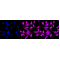 LifeSab™ DDX6 Rabbit mAb (20 μl)