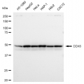 LifeSab™ DDX6 Rabbit mAb (20 μl)