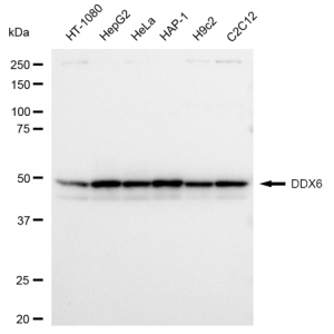 LifeSab™ DDX6 Rabbit mAb (20 μl)