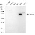 LifeSab™ AMHR2 Rabbit mAb (20 μl)