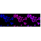 LifeSab™ DDX17 Rabbit mAb (20 μl)