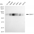 LifeSab™ DDX17 Rabbit mAb (20 μl)