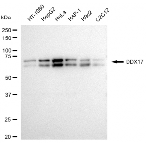 LifeSab™ DDX17 Rabbit mAb (20 μl)