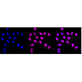 LifeSab™ COPA Rabbit mAb (20 μl)