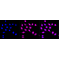 LifeSab™ COPA Rabbit mAb (20 μl)