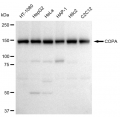 LifeSab™ COPA Rabbit mAb (20 μl)