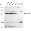 LifeSab™ CHD1L Rabbit mAb (20 μl)