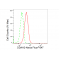 LifeSab™ DDAH2 Rabbit mAb (20 μl)