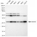 LifeSab™ DDAH2 Rabbit mAb (20 μl)