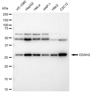 LifeSab™ DDAH2 Rabbit mAb (20 μl)