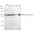 LifeSab™ CENPC Rabbit mAb (20 μl)