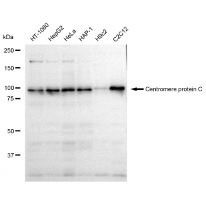 LifeSab™ CENPC Rabbit mAb (20 μl)