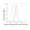 LifeSab™ ACVR1 Rabbit mAb (20 μl)