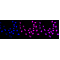 LifeSab™ ACVR1 Rabbit mAb (20 μl)