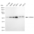 LifeSab™ CHRNA5 Rabbit mAb (20 μl)