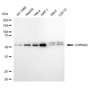 LifeSab™ CHRNA5 Rabbit mAb (20 μl)