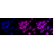 LifeSab™ FGF7 Rabbit mAb (20 μl)