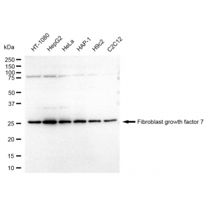 LifeSab™ FGF7 Rabbit mAb (20 μl)