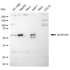 LifeSab™ ALDH1A2 Rabbit mAb (20 μl)