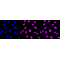 LifeSab™ CYP24A1 Rabbit mAb (20 μl)