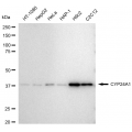 LifeSab™ CYP24A1 Rabbit mAb (20 μl)