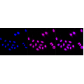 LifeSab™ ACTN3 Rabbit mAb (20 μl)