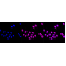 LifeSab™ ACTN3 Rabbit mAb (20 μl)