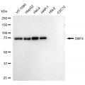 LifeSab™ DBF4 Rabbit mAb (20 μl)