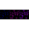 LifeSab™ EIF3B Rabbit mAb (20 μl)