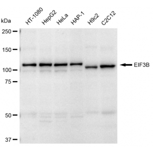 LifeSab™ EIF3B Rabbit mAb (20 μl)