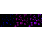 LifeSab™ AGR2 Rabbit mAb (20 μl)