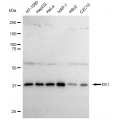 LifeSab™ RDC1 Rabbit mAb (20 μl)