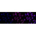 LifeSab™ CLPX Rabbit mAb (20 μl)