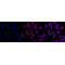 LifeSab™ CLPX Rabbit mAb (20 μl)