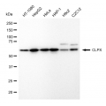 LifeSab™ CLPX Rabbit mAb (20 μl)