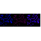 LifeSab™ p90RSK3 Rabbit mAb (20 μl)