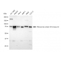 LifeSab™ p90RSK3 Rabbit mAb (20 μl)