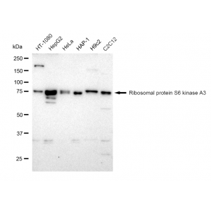 LifeSab™ p90RSK3 Rabbit mAb (20 μl)