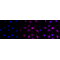 LifeSab™ Phospho-AKT1 (S124) Rabbit mAb (20 μl)