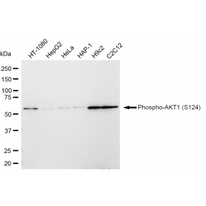 LifeSab™ Phospho-AKT1 (S124) Rabbit mAb (20 μl)