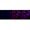 LifeSab™ Coilin Rabbit mAb (20 μl)