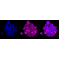 LifeSab™ DCAF7 Rabbit mAb (20 μl)