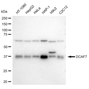 LifeSab™ DCAF7 Rabbit mAb (20 μl)