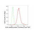 LifeSab™ ACTR1B Rabbit mAb (20 μl)