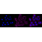 LifeSab™ ACTR1B Rabbit mAb (20 μl)