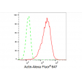 LifeSab™ Actin Rabbit mAb (20 μl)