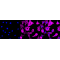 LifeSab™ Actin Rabbit mAb (20 μl)