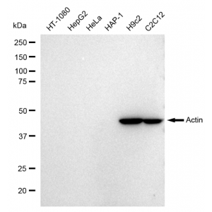 LifeSab™ Actin Rabbit mAb (20 μl)