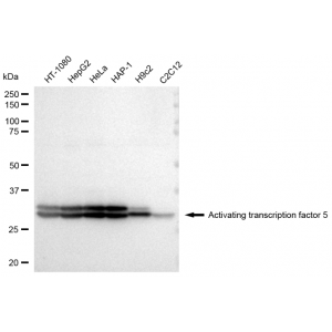 LifeSab™ ATF5 Rabbit mAb (20 μl)