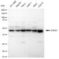 LifeSab™ AHSA1 Rabbit mAb (20 μl)